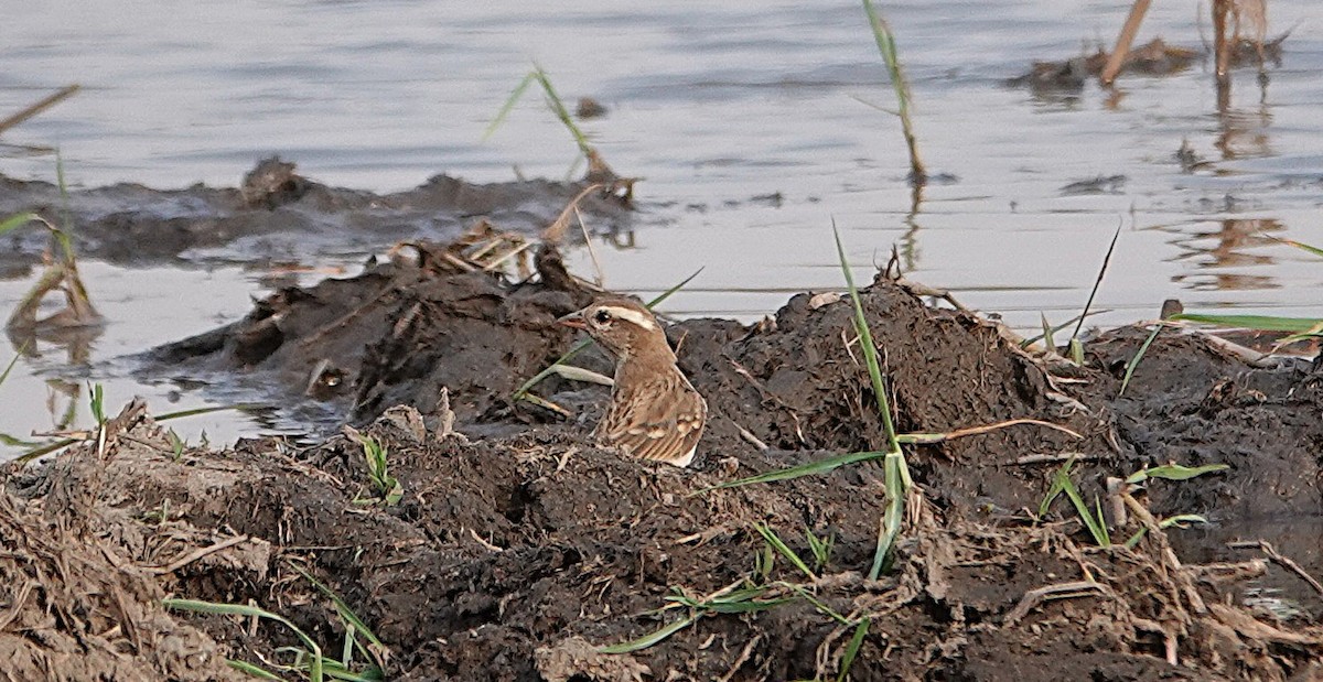 Moineau bridé - ML648978114