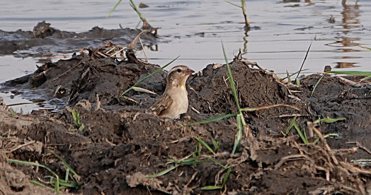 Moineau bridé - ML648978115