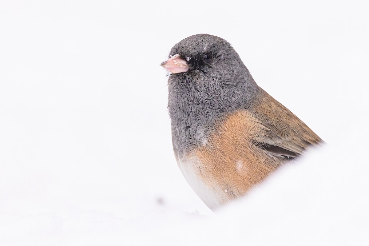 Dark-eyed Junco (Pink-sided) - ML648978299