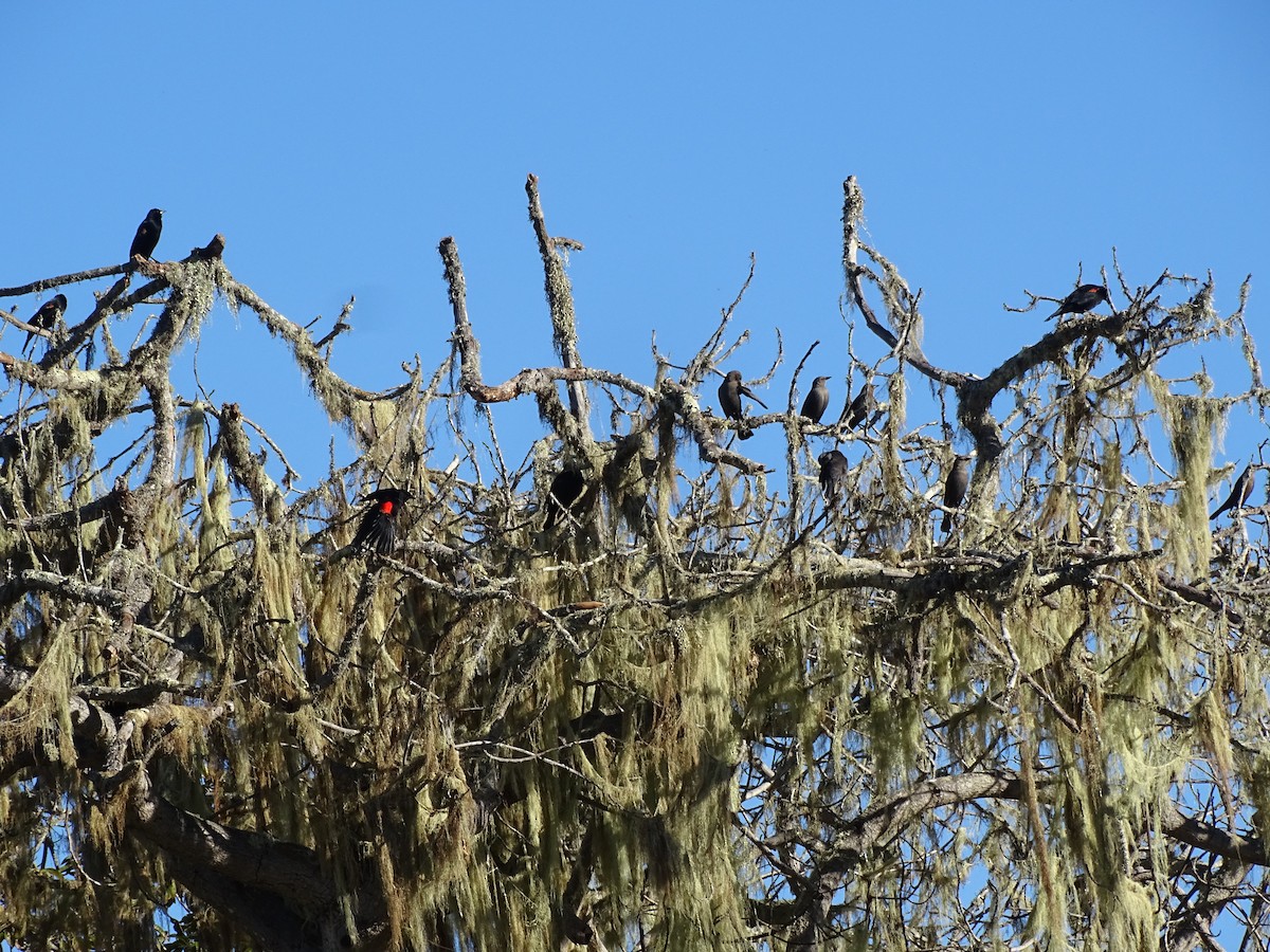 Red-winged Blackbird - ML648978307