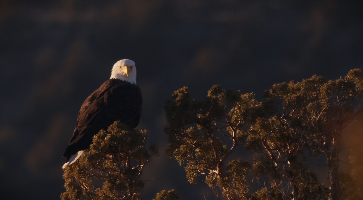 Pygargue à tête blanche - ML648978313