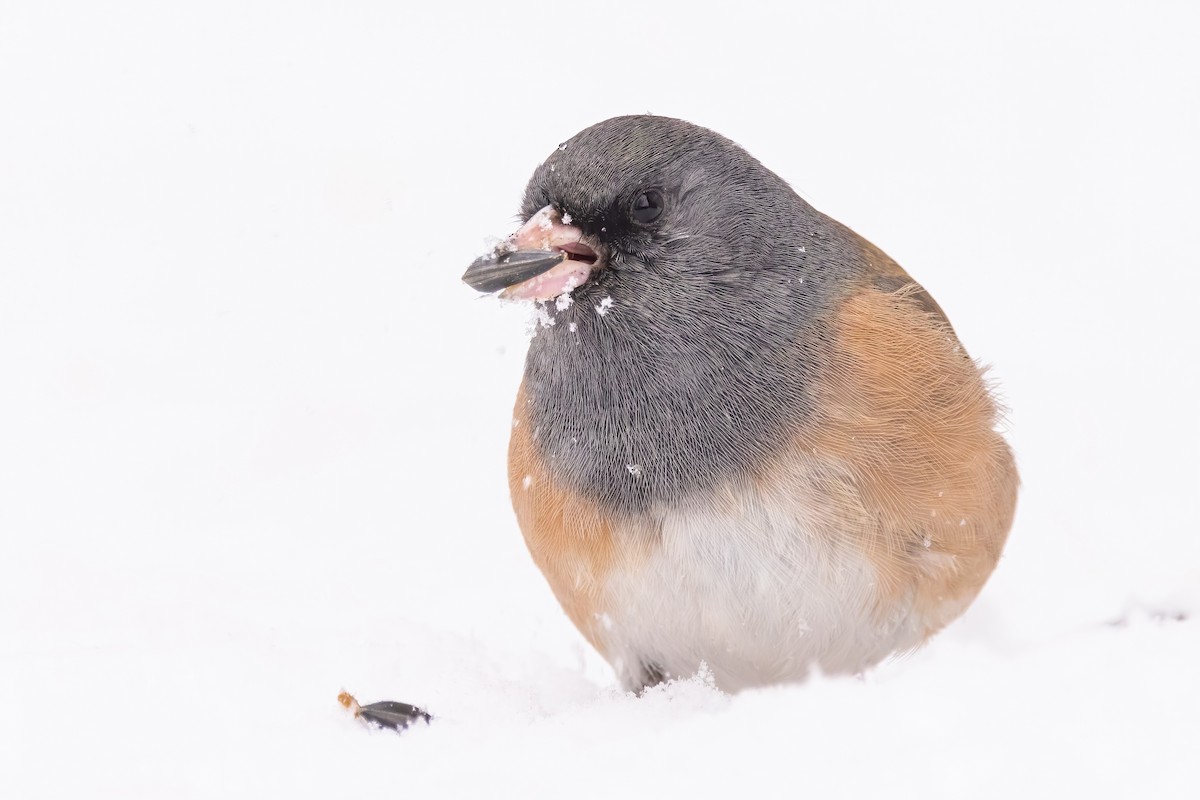 Dark-eyed Junco (Pink-sided) - ML648978314