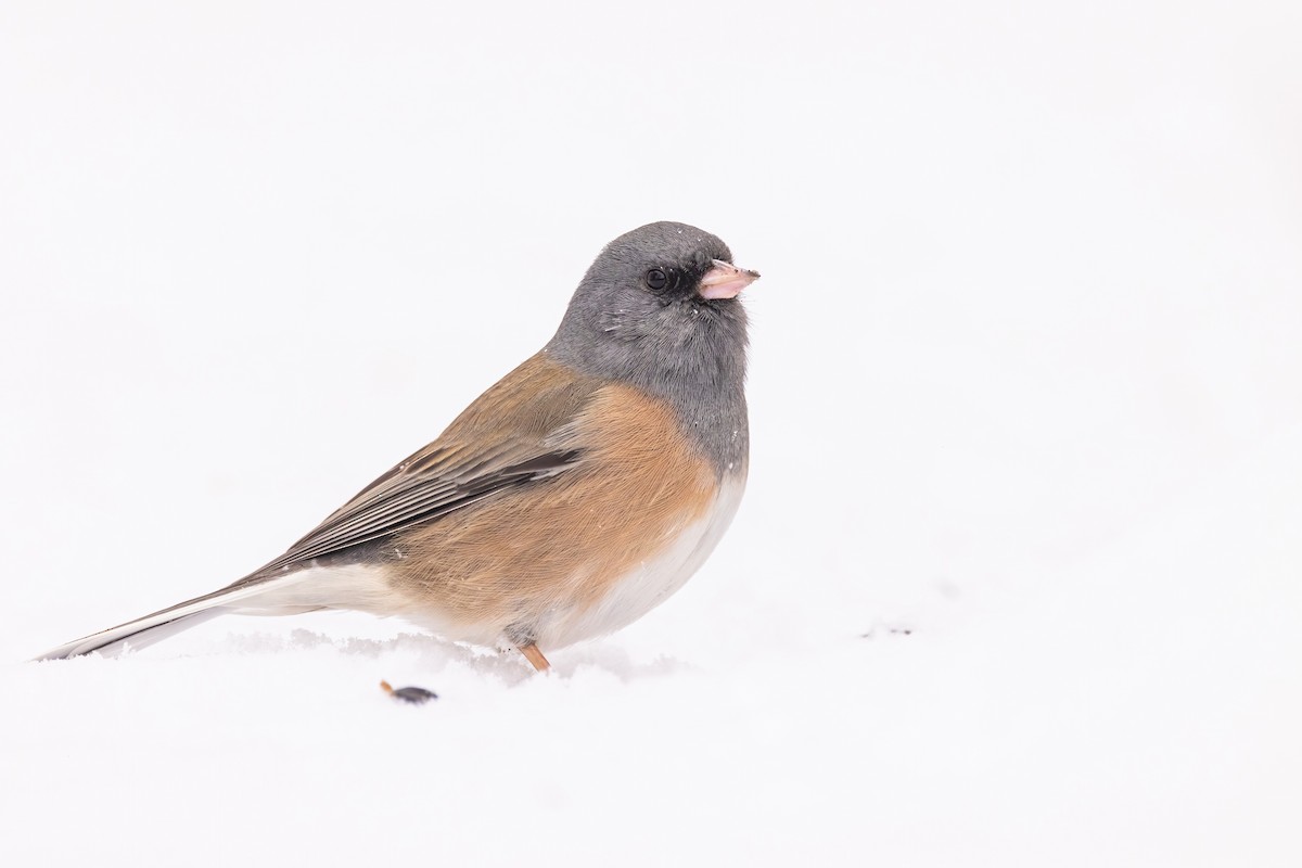Dark-eyed Junco (Pink-sided) - ML648978315