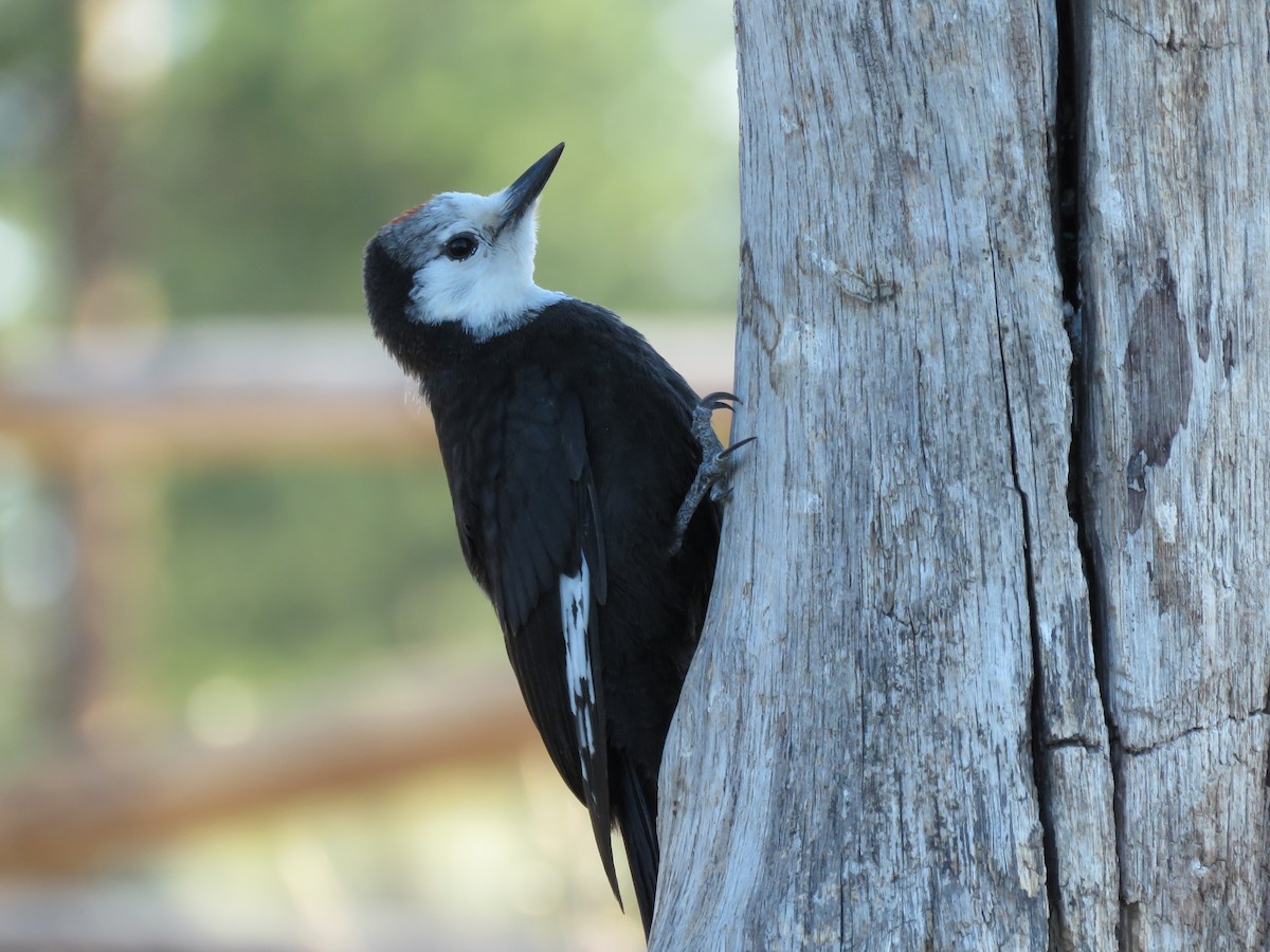 White-headed Woodpecker - ML64897841