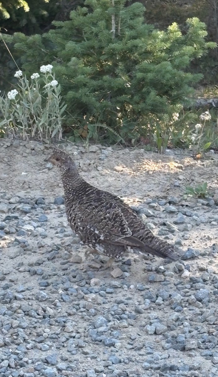 Dusky Grouse - Matthew Nugent