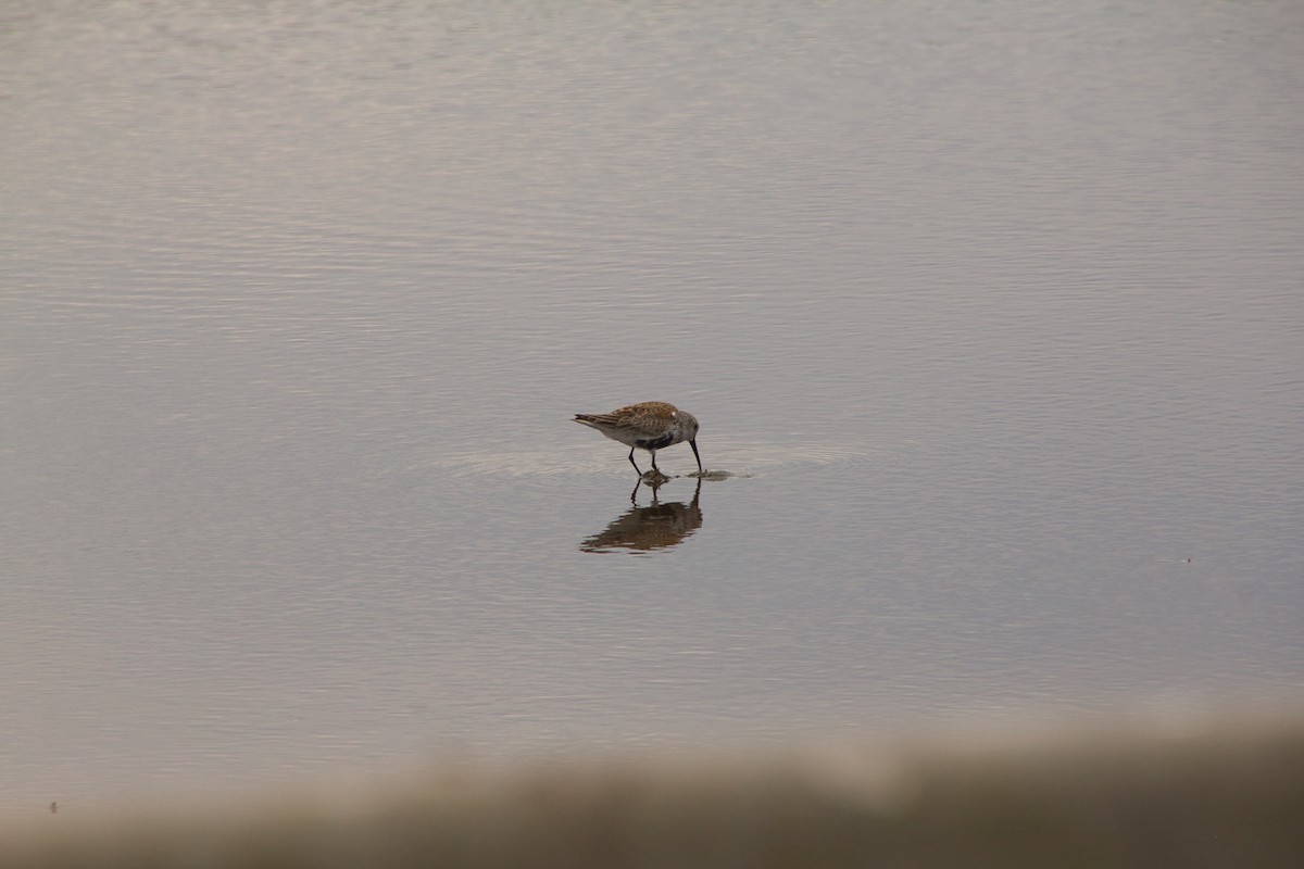 jespák obecný (ssp. hudsonia) - ML648978476