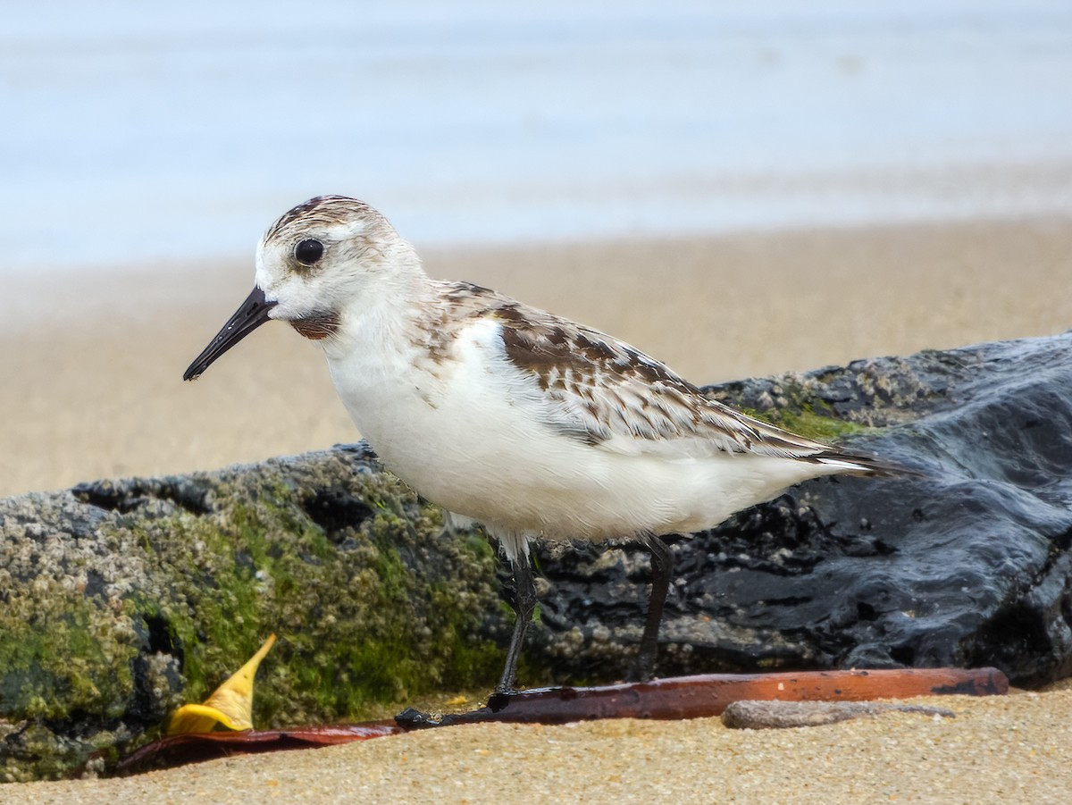 Sanderling - ML648978554