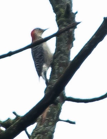 Red-bellied Woodpecker - ML648978556