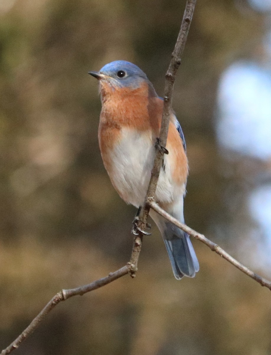 Azulejo Oriental - ML648978666