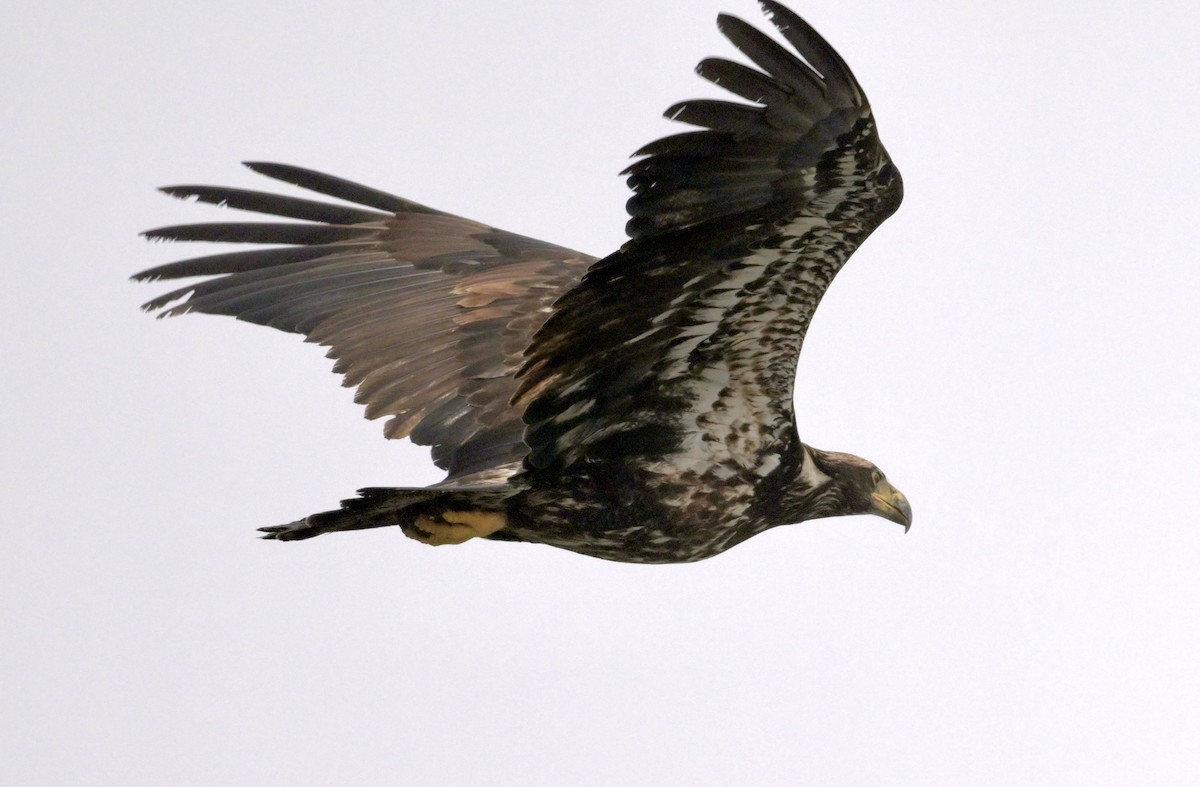 Pygargue à tête blanche - ML648978776