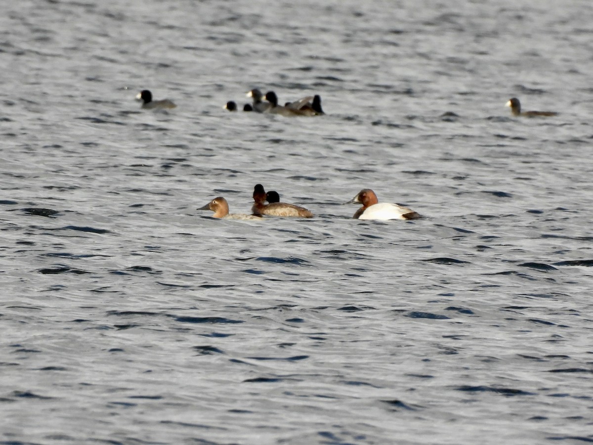צולל ארוך-צוואר - ML648979007