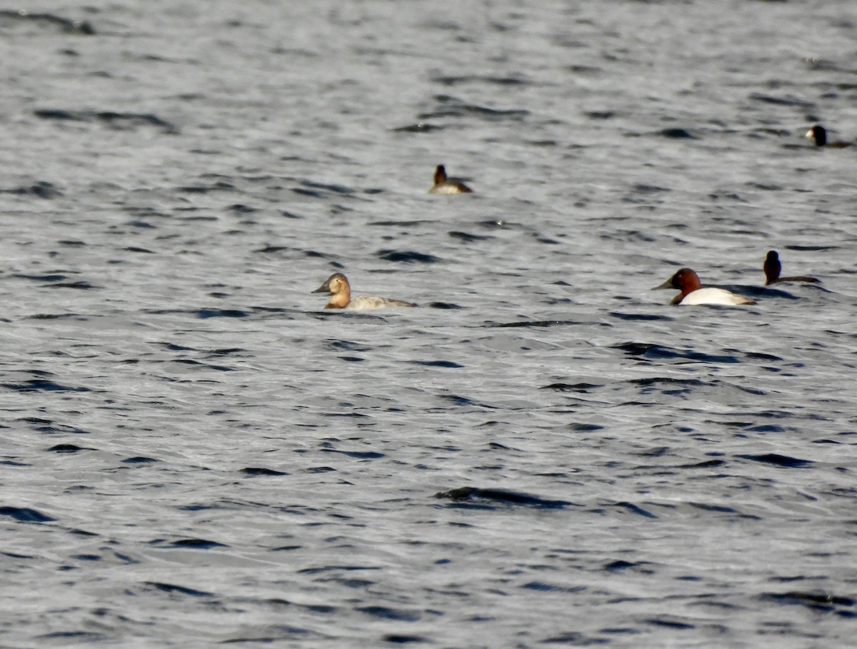 צולל ארוך-צוואר - ML648979009