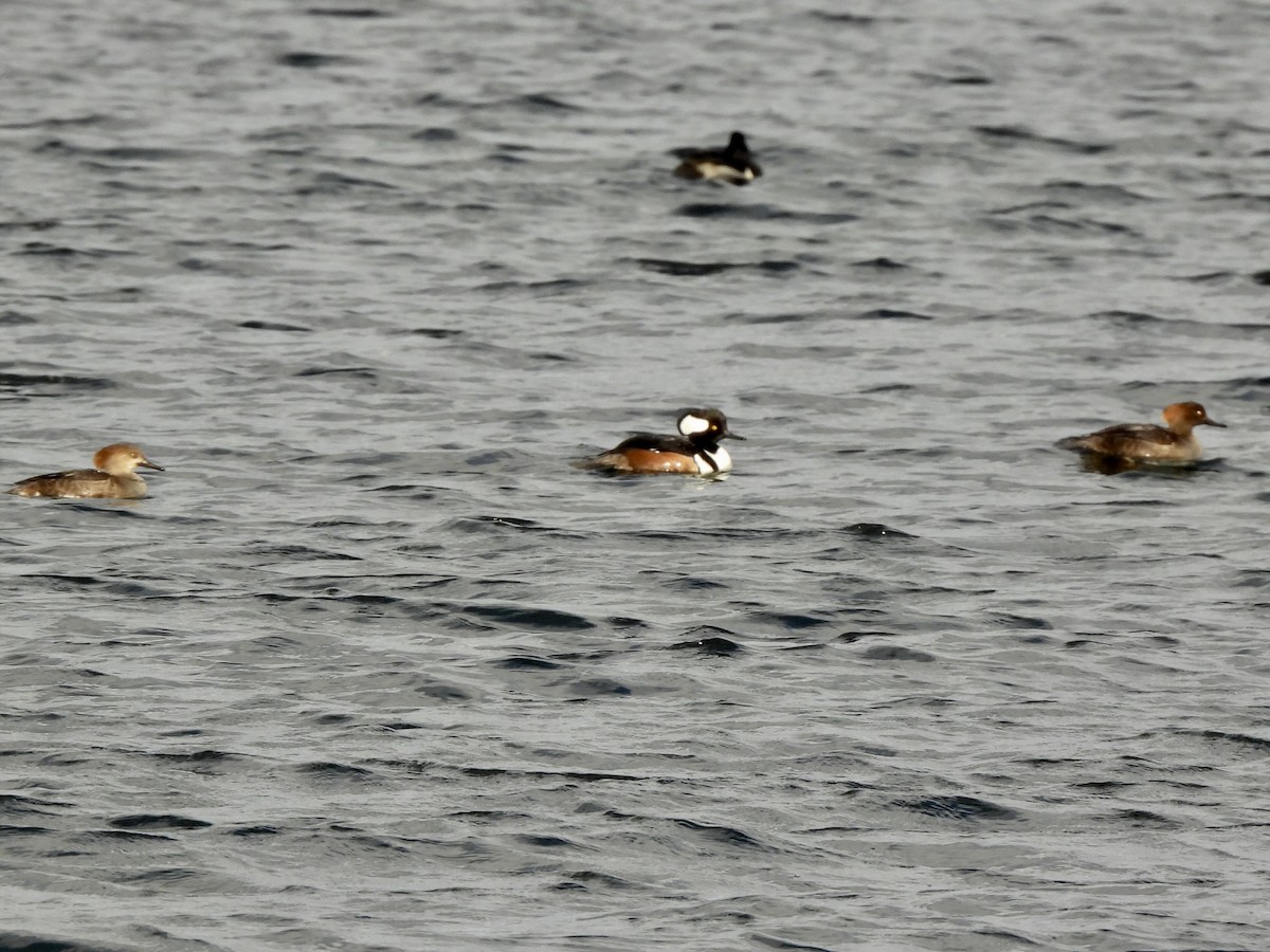 מרגון מקושט - ML648979015