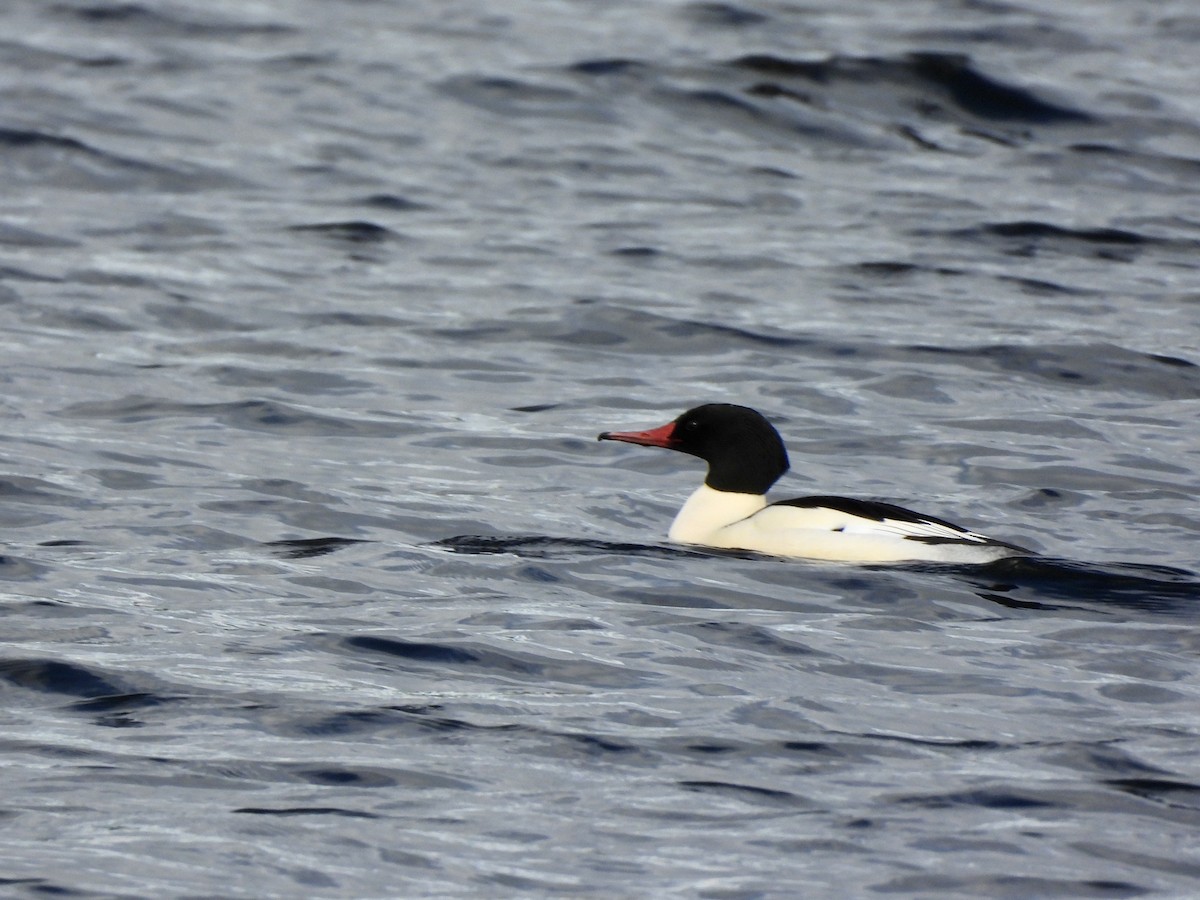 מרגון גדול - ML648979023