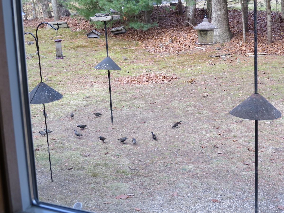 Red-winged Blackbird (Red-winged) - ML648979276