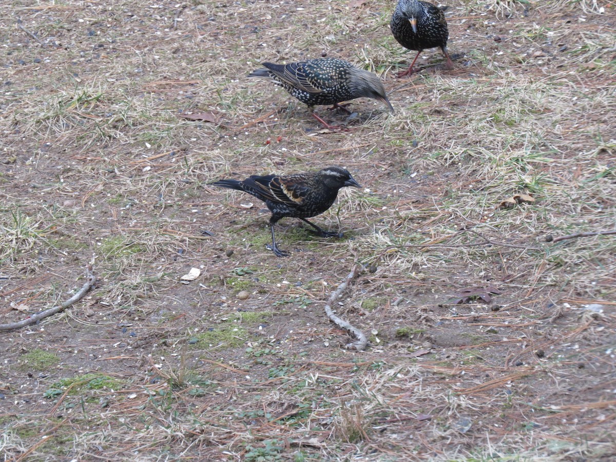 Red-winged Blackbird (Red-winged) - ML648979277