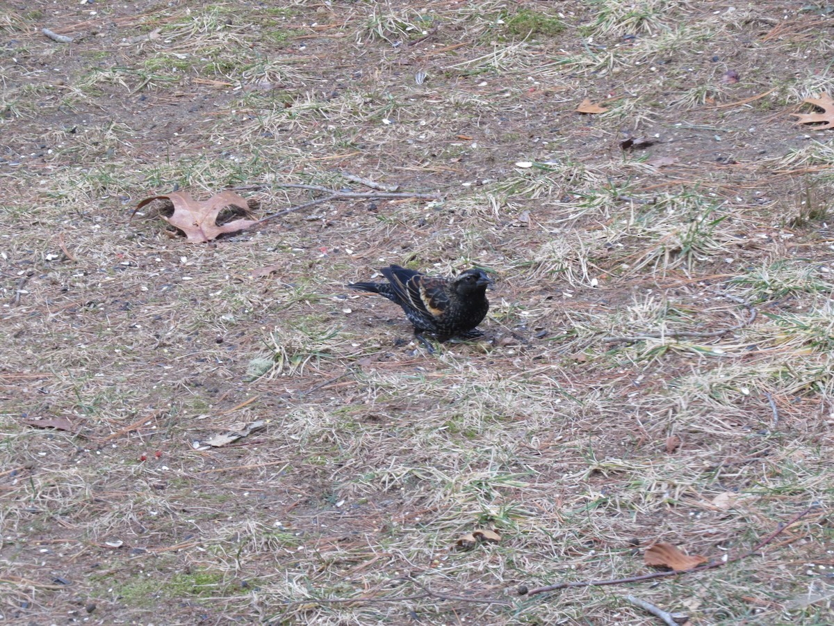 Red-winged Blackbird (Red-winged) - ML648979278