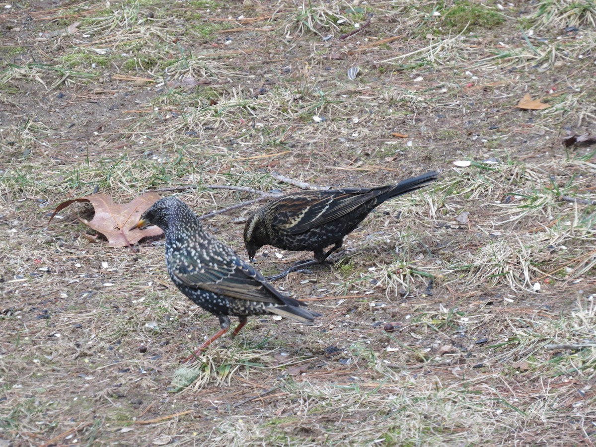 Red-winged Blackbird (Red-winged) - ML648979279