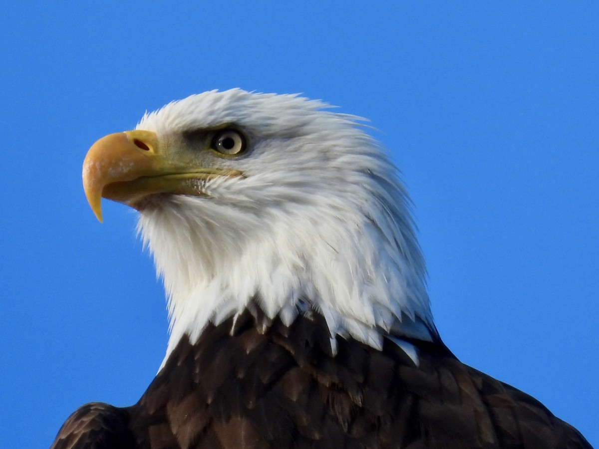 Pygargue à tête blanche - ML648979365