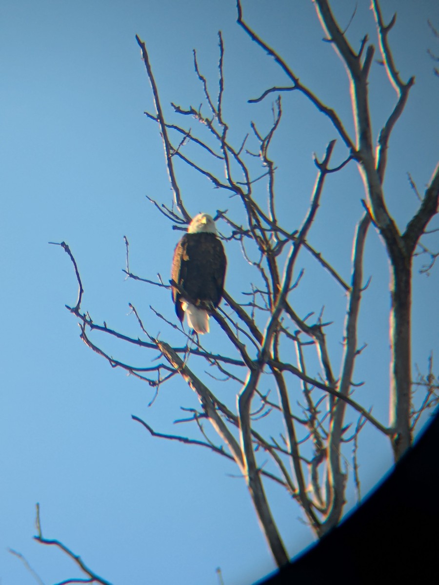 Pygargue à tête blanche - ML648979475