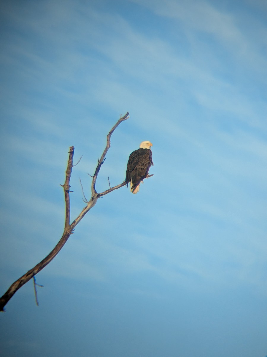 Pygargue à tête blanche - ML648979476