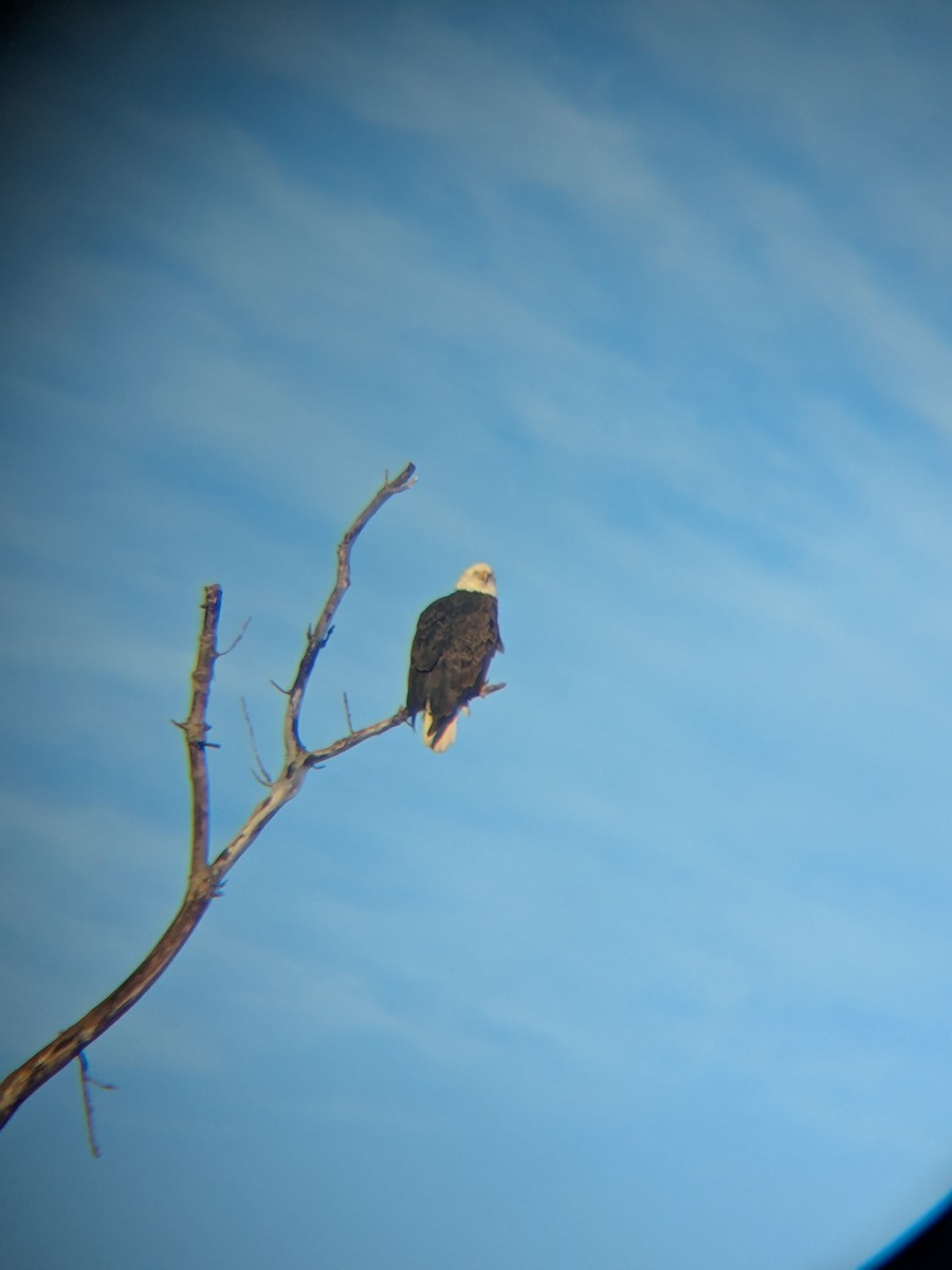 Pygargue à tête blanche - ML648979477