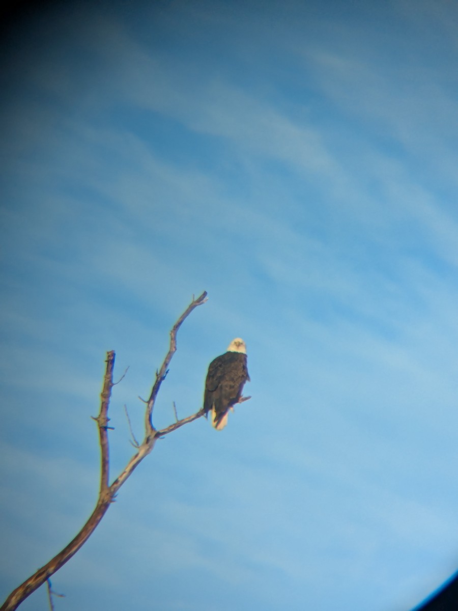 Pygargue à tête blanche - ML648979478