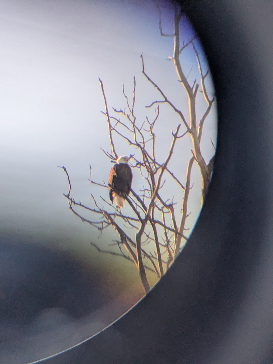 Pygargue à tête blanche - ML648979479