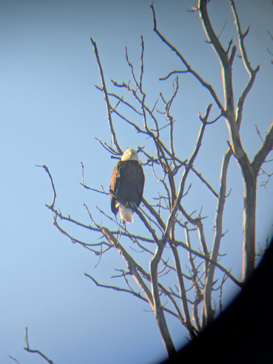 Pygargue à tête blanche - ML648979481