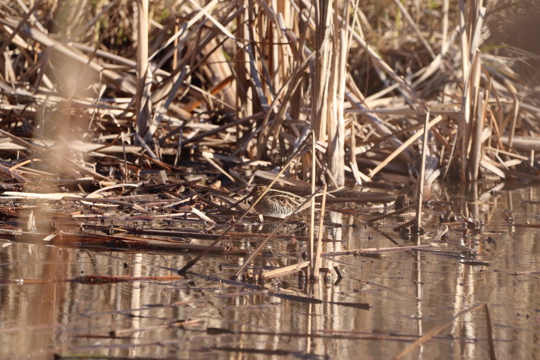 Wilson's Snipe - ML648979522