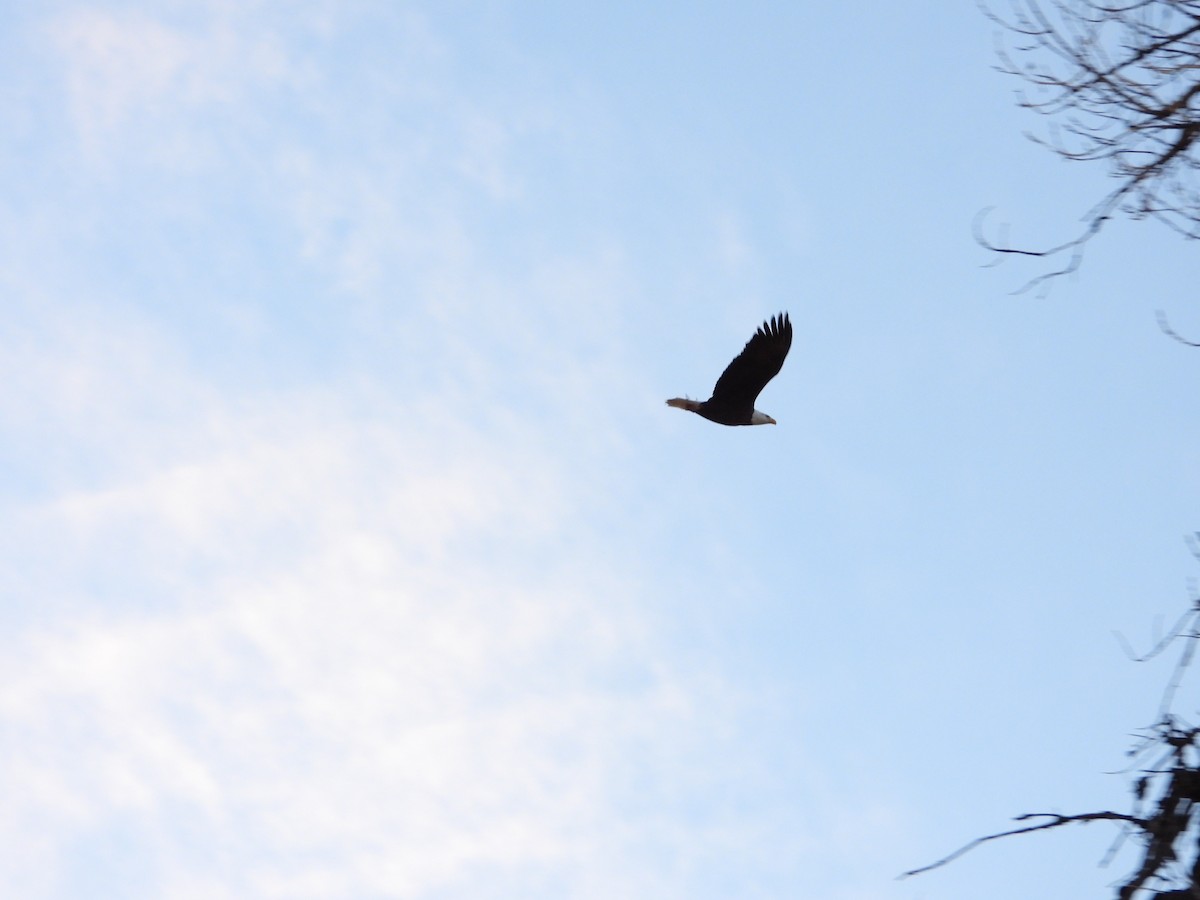 Pygargue à tête blanche - ML648979606