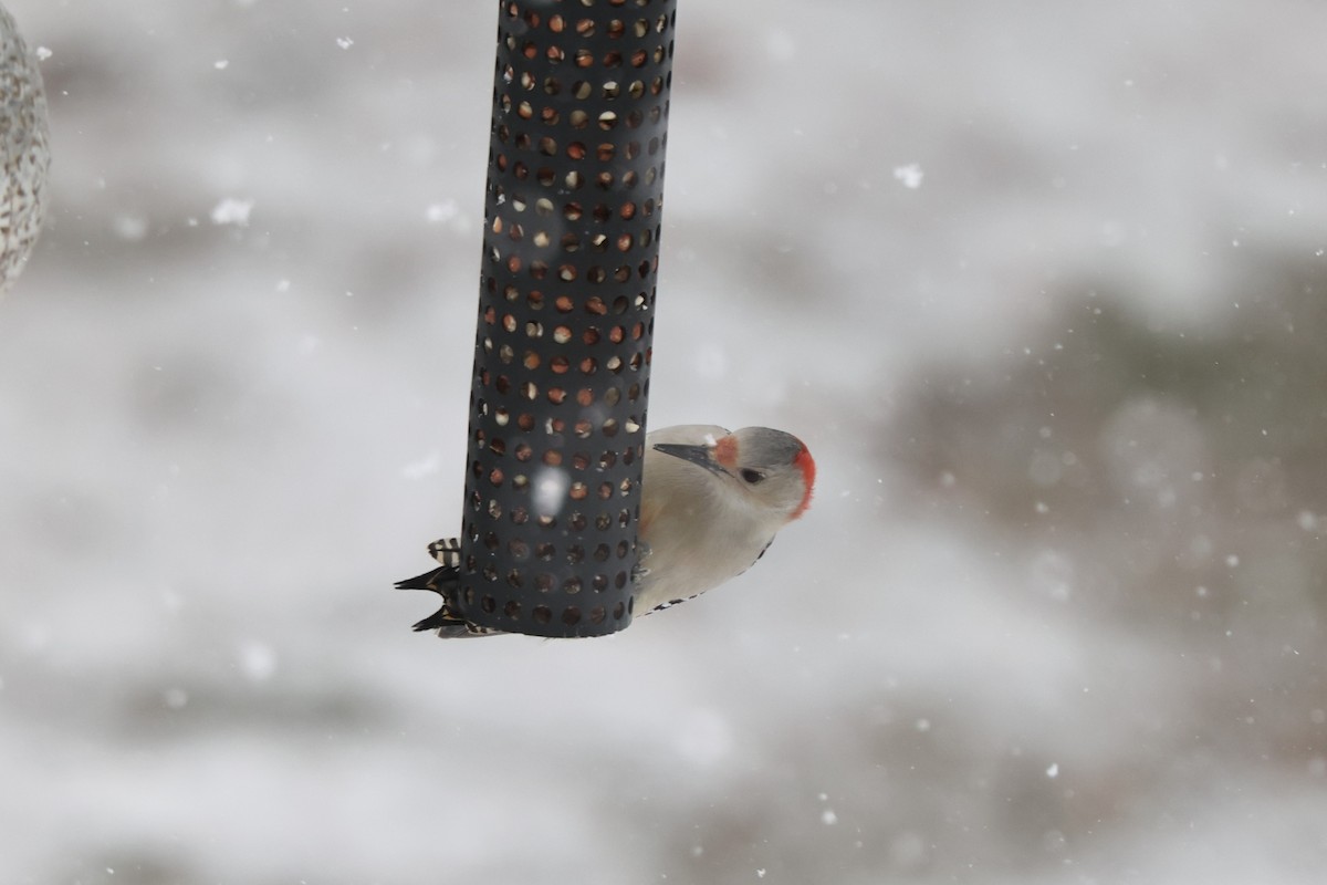 Red-bellied Woodpecker - ML648979722