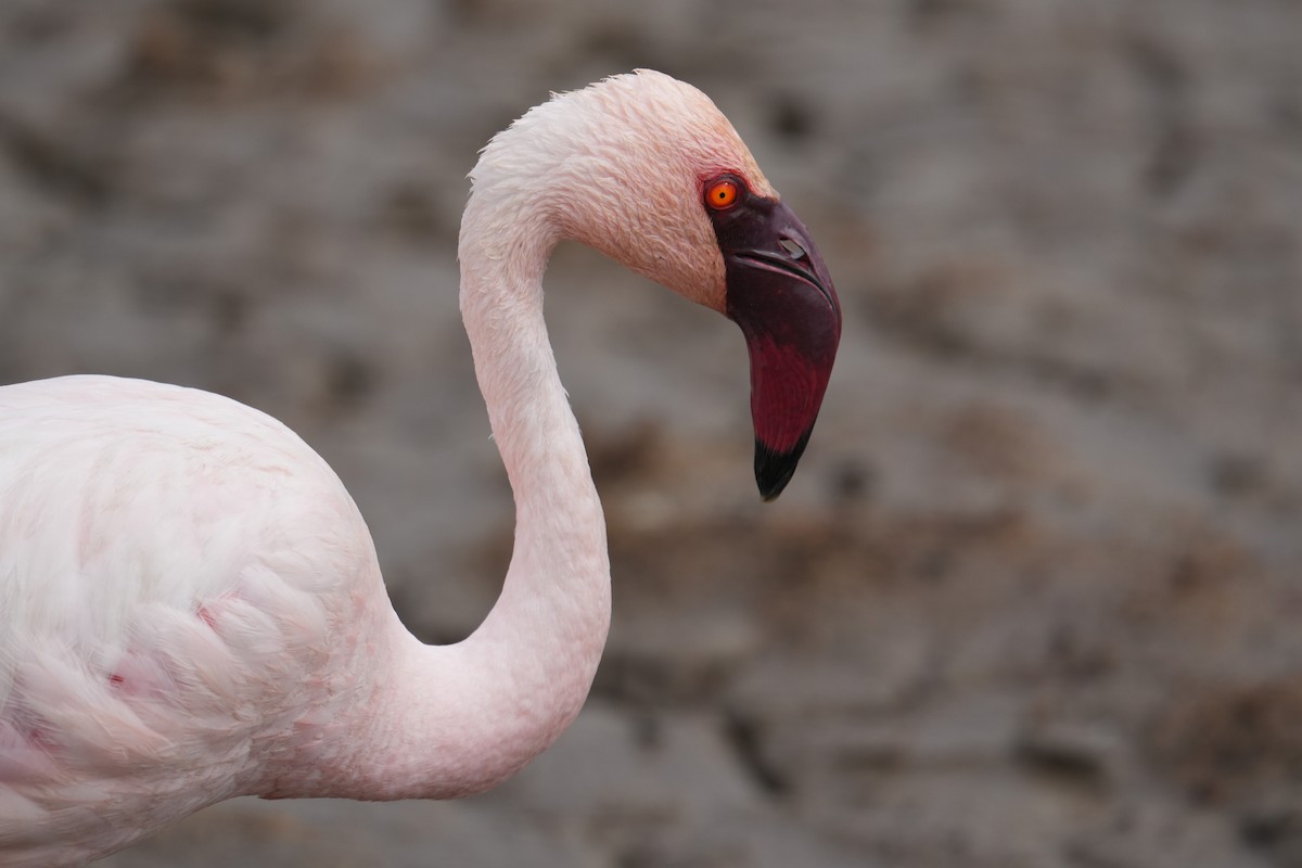Lesser Flamingo - ML648979797