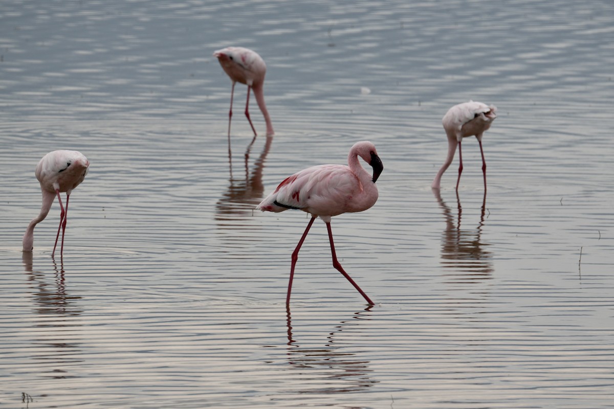 Lesser Flamingo - ML648979798