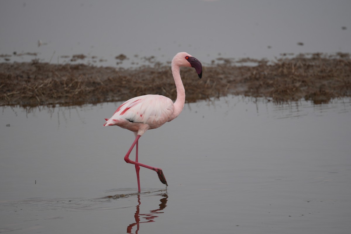 Lesser Flamingo - ML648979799