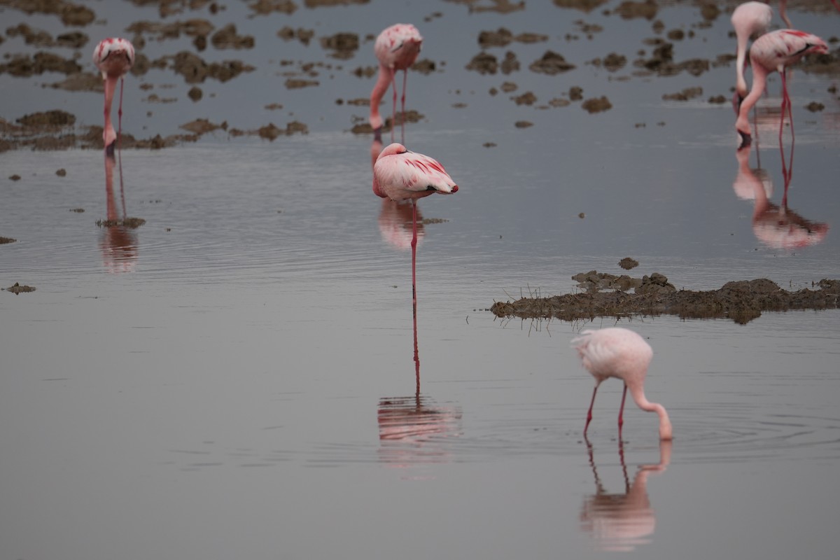 Lesser Flamingo - ML648979800