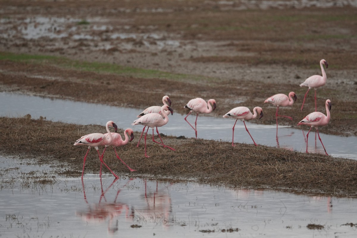 Lesser Flamingo - ML648979801