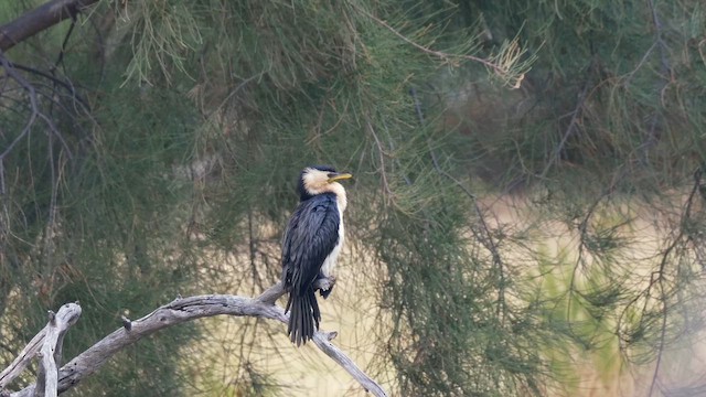 Little Pied Cormorant - ML648979882