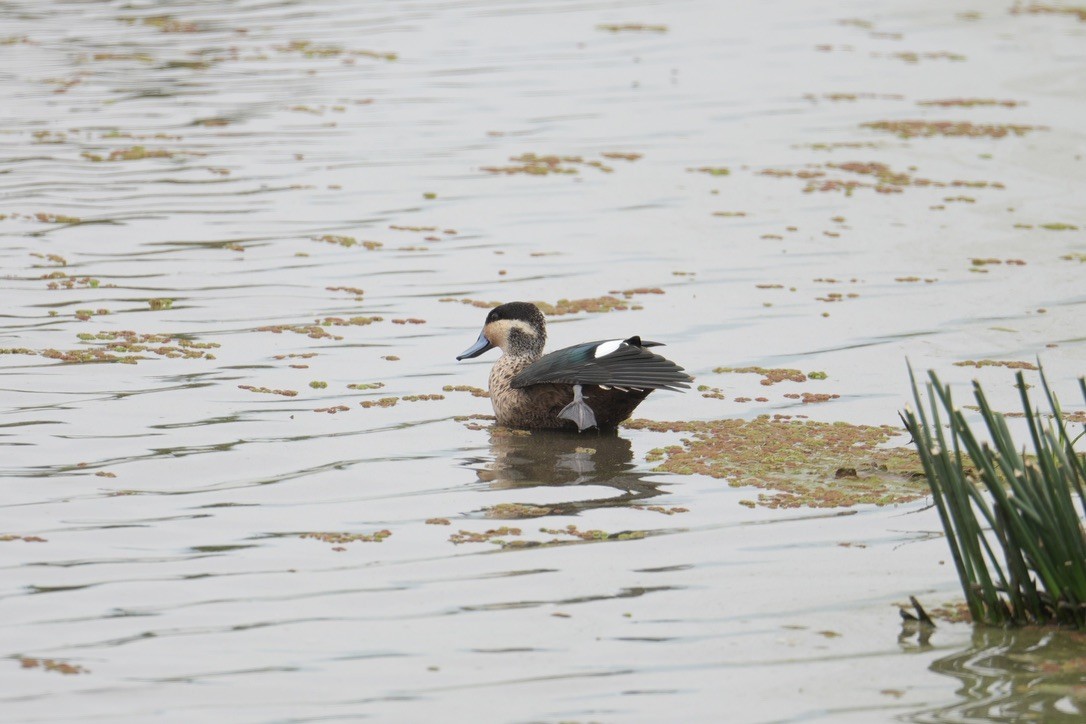 Sarcelle à bec bleu - ML648980006