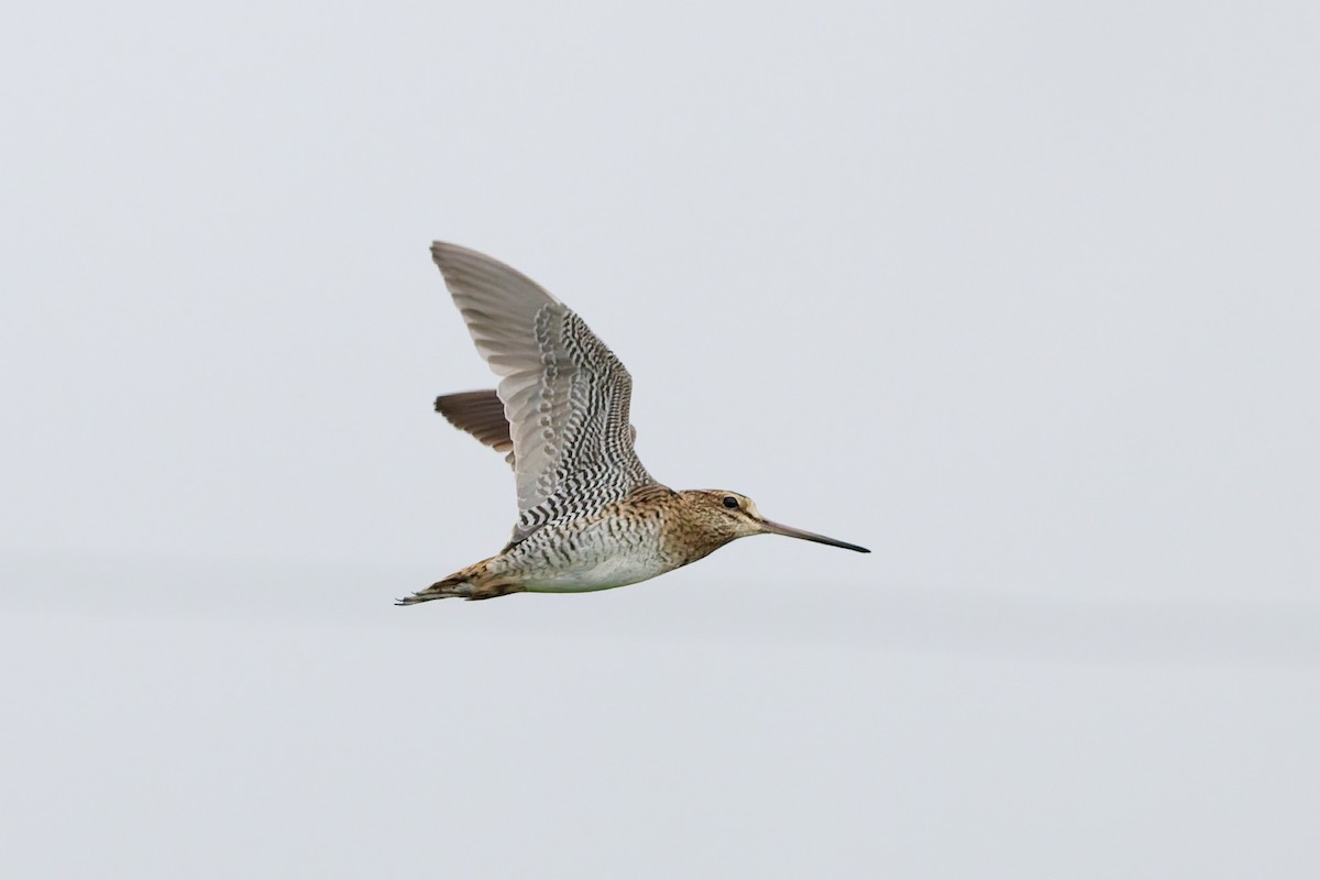 Bécassine de Swinhoe - ML648980355