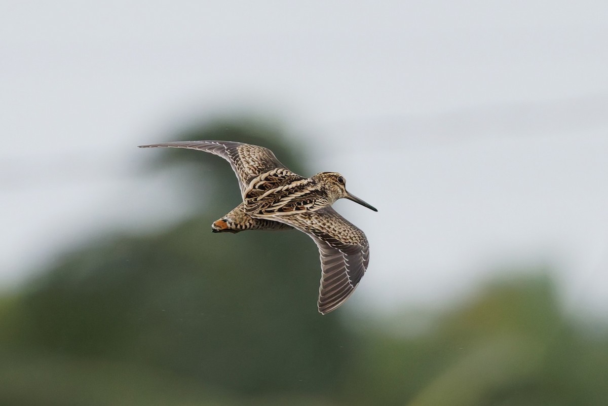 Bécassine de Swinhoe - ML648980356