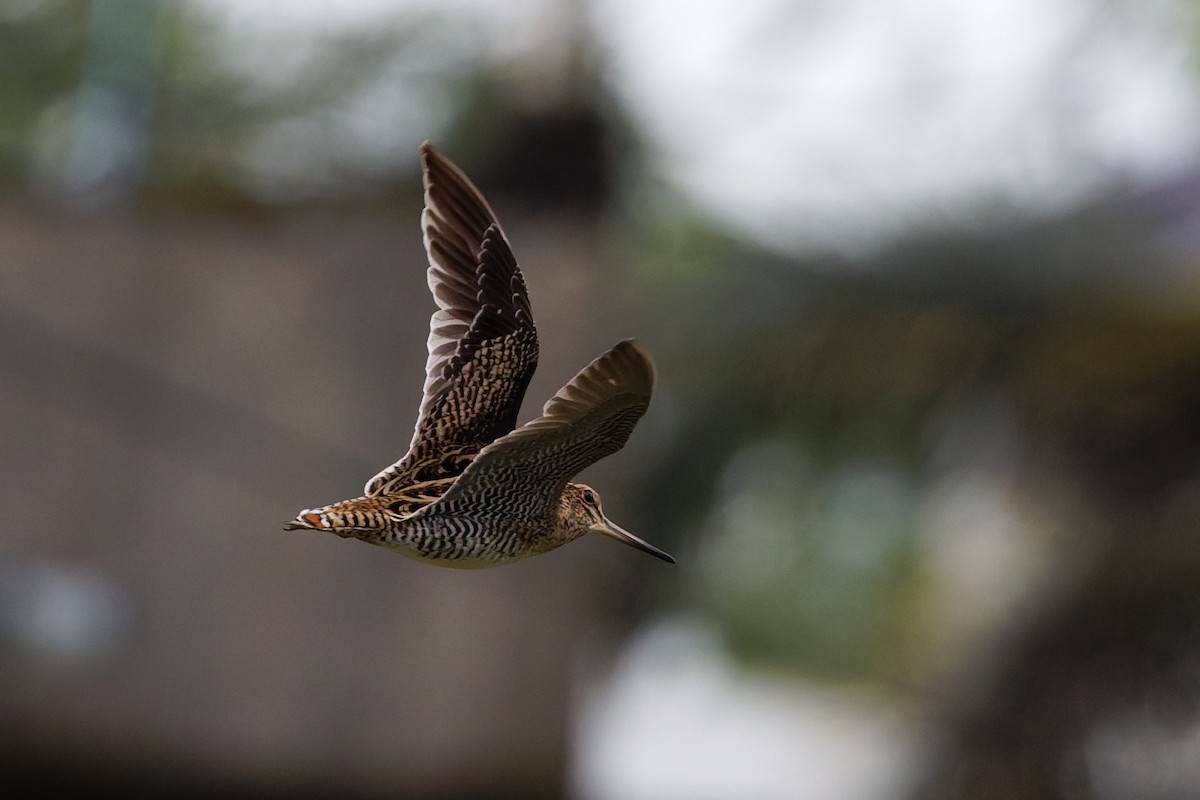 Bécassine de Swinhoe - ML648980357