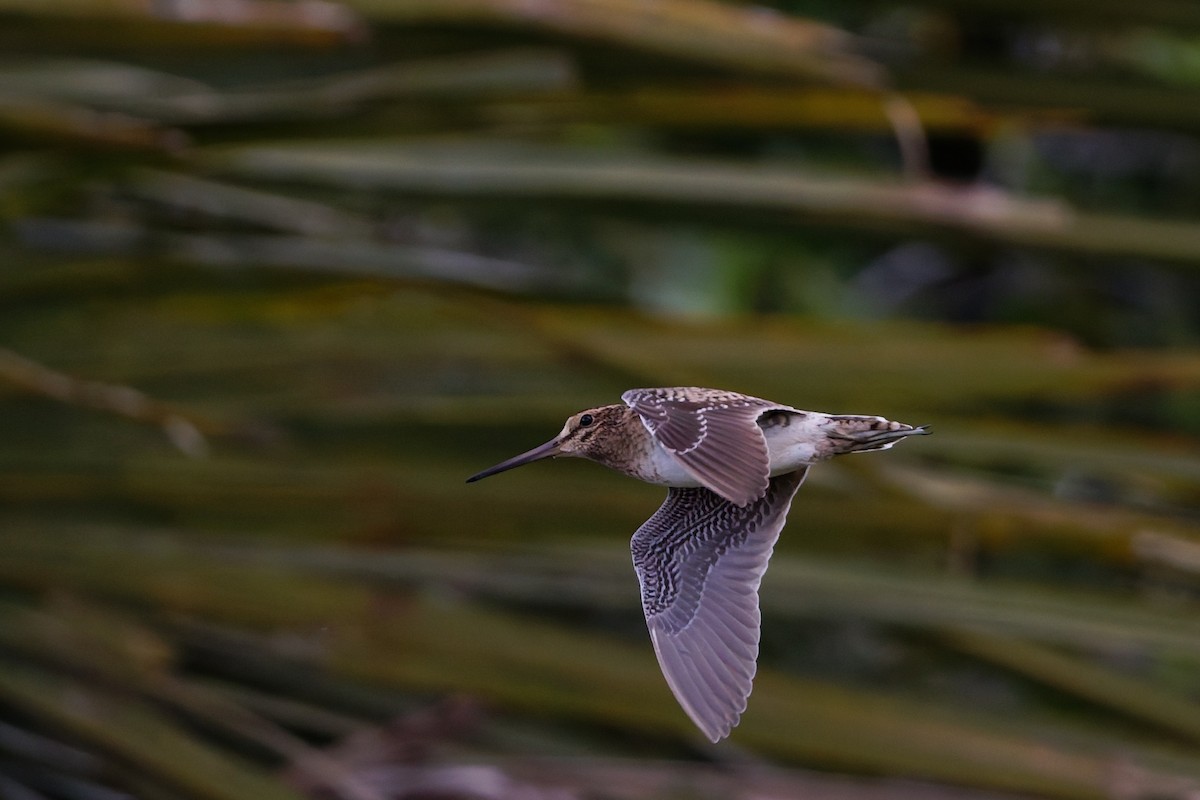 Bécassine de Swinhoe - ML648980358