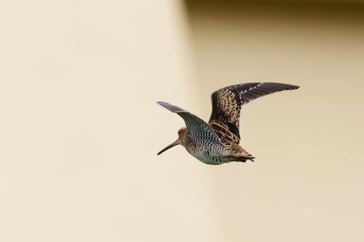 Bécassine de Swinhoe - ML648980359