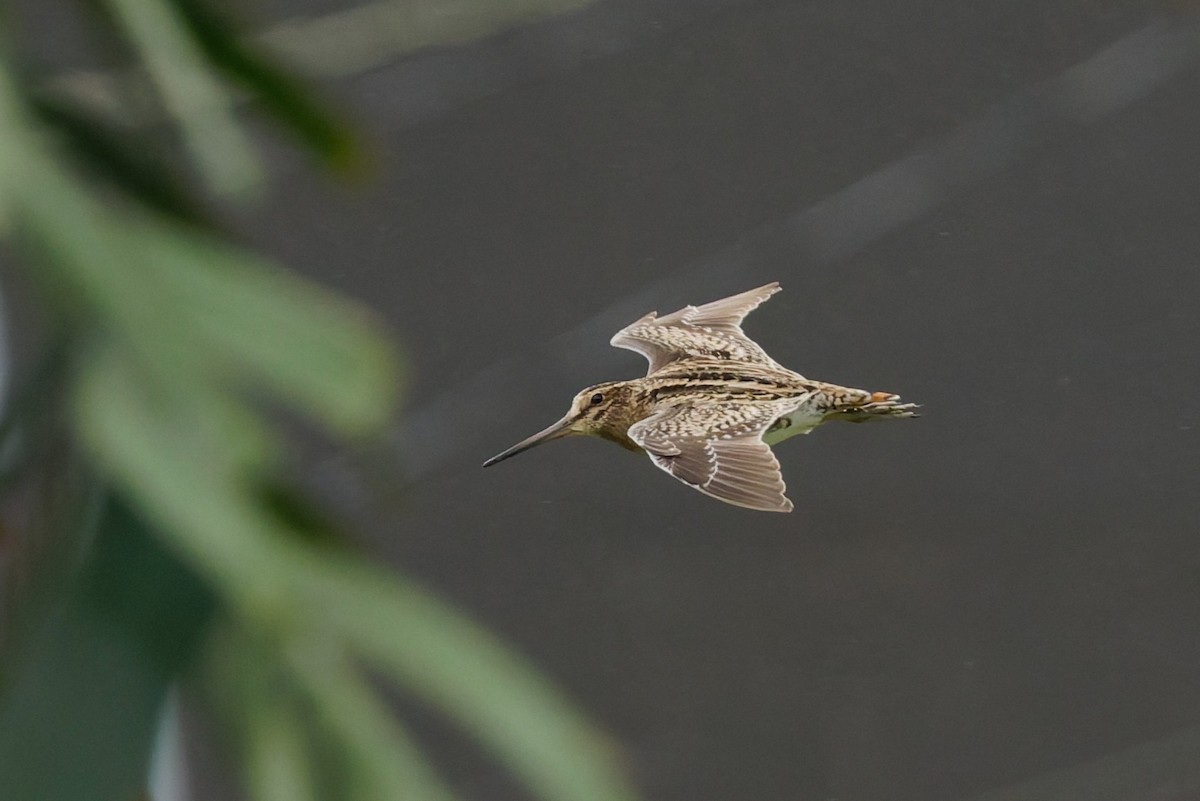 Bécassine de Swinhoe - ML648980360