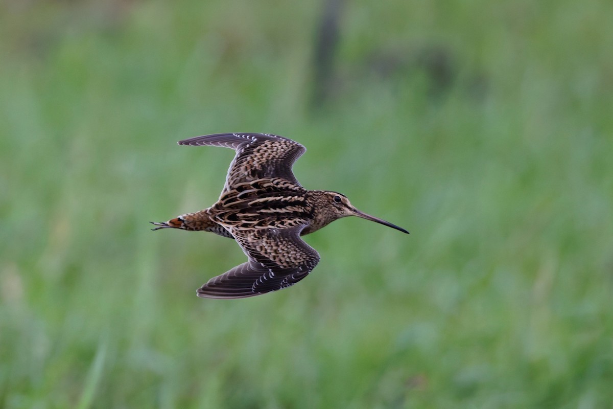 Bécassine de Swinhoe - ML648980361