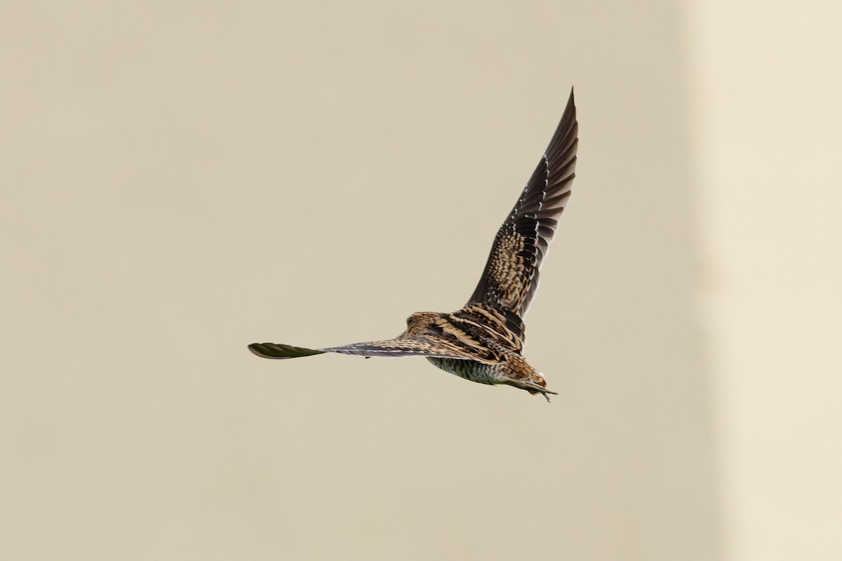 Bécassine de Swinhoe - ML648980362