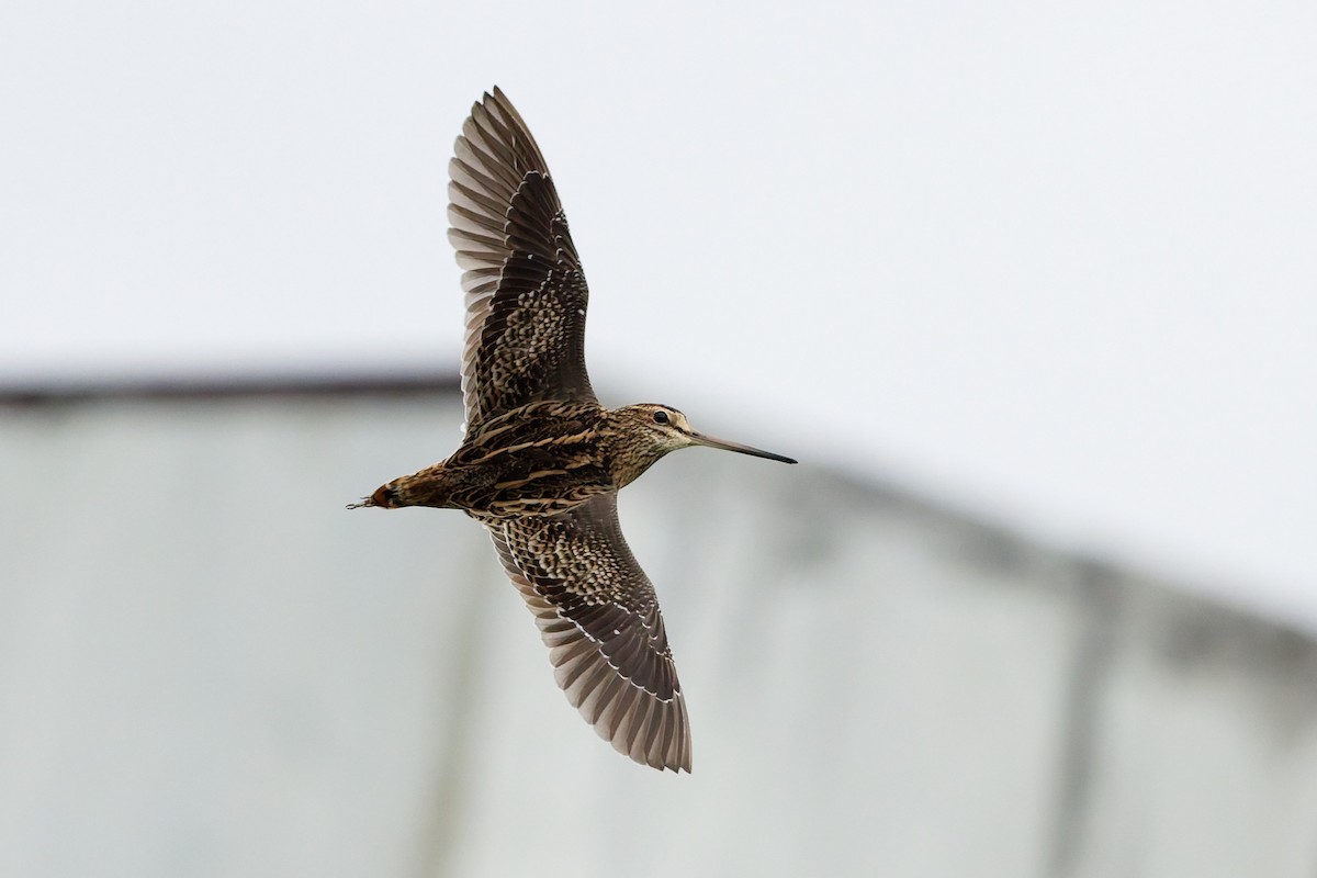 Bécassine de Swinhoe - ML648980363