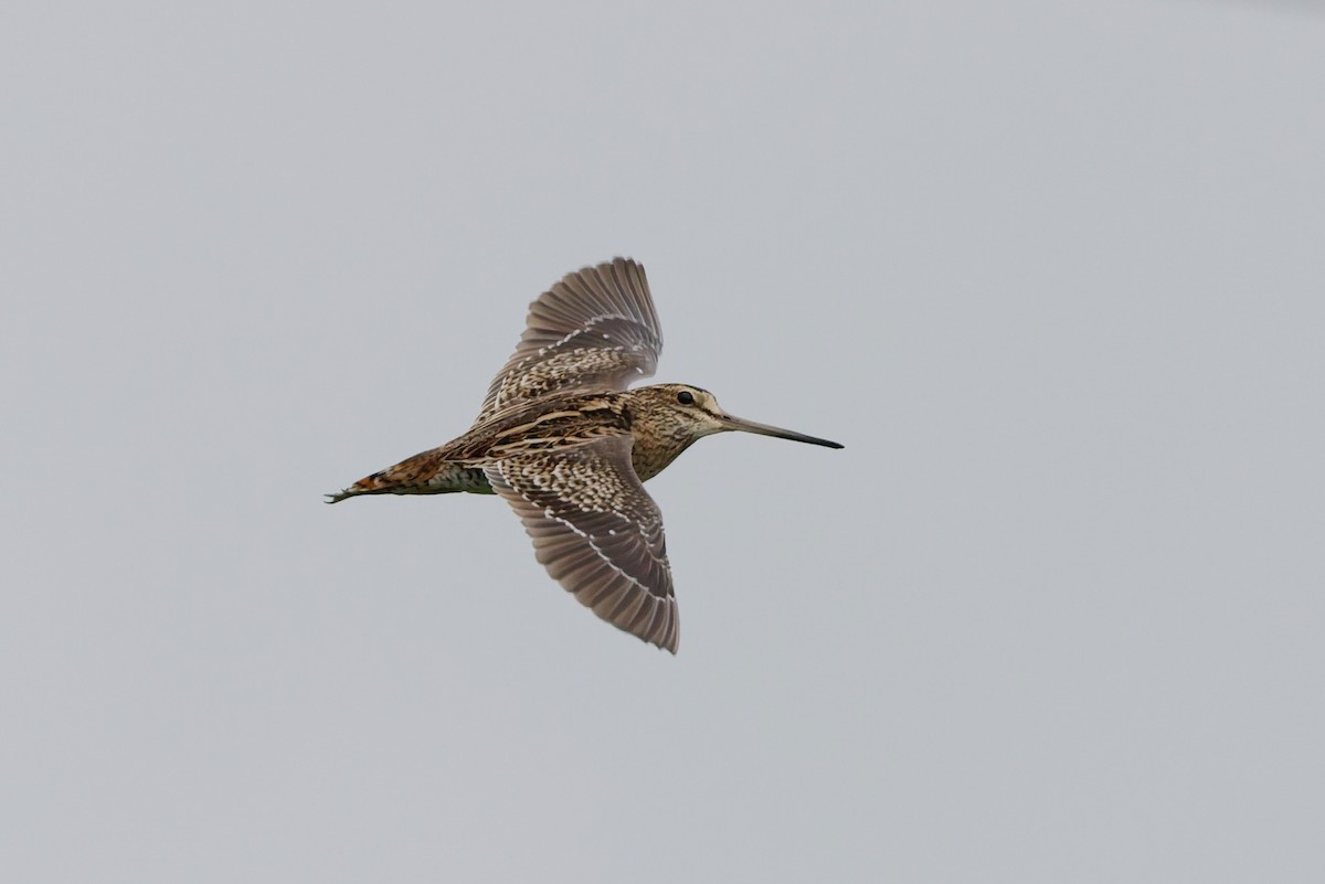 Bécassine de Swinhoe - ML648980364