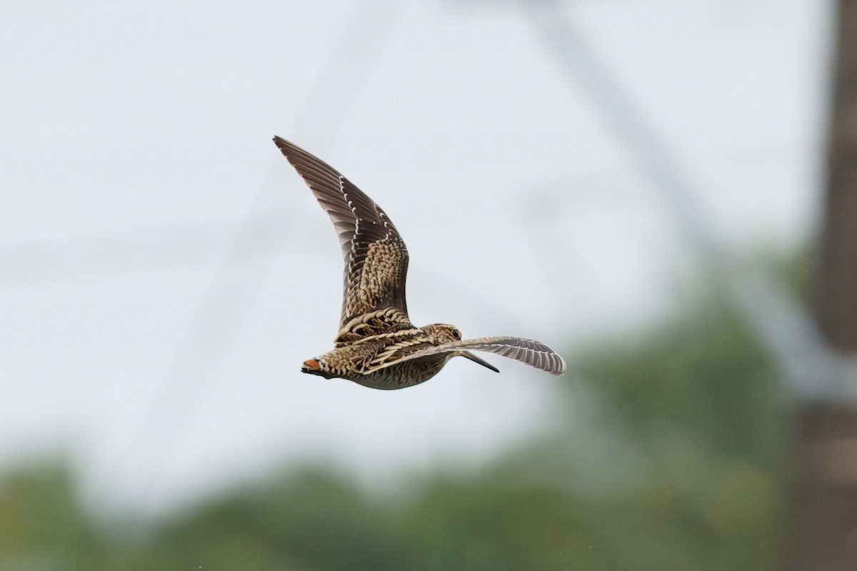 Bécassine de Swinhoe - ML648980365